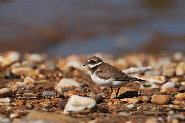 Ringed plover - D.jpg - Ringed plover on beach - Norfolk